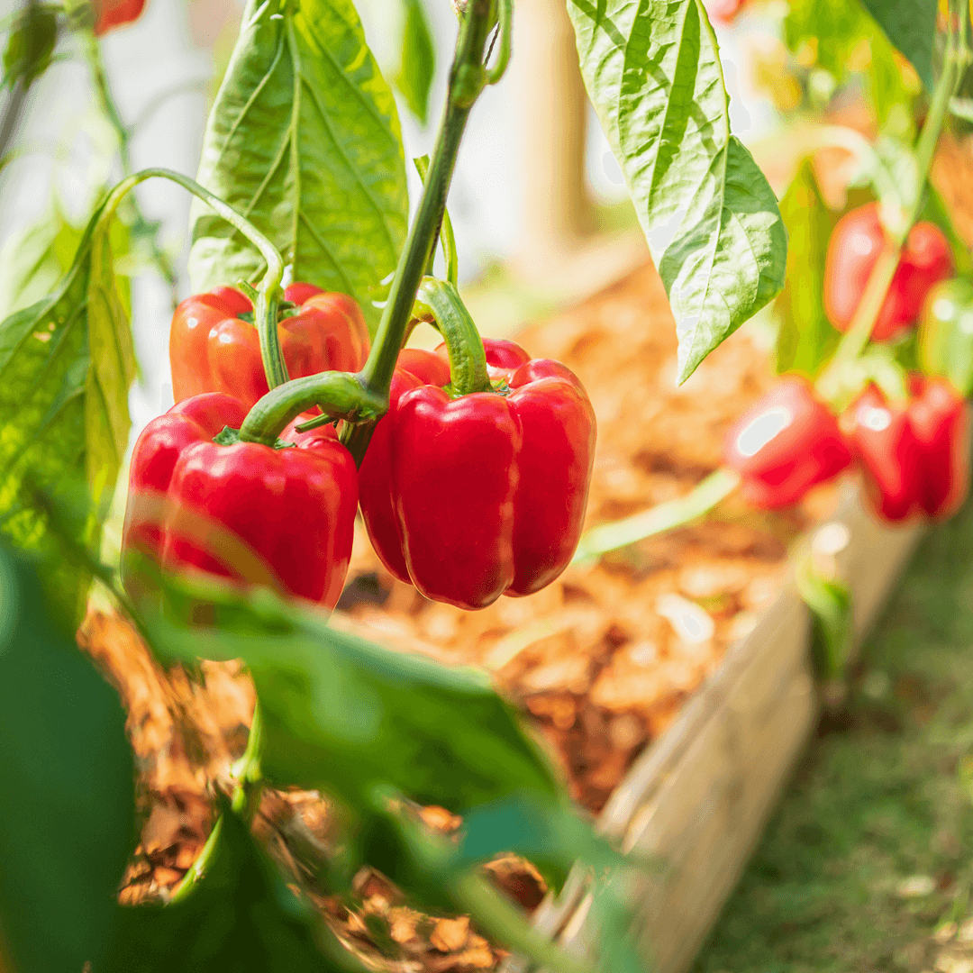 Red Bell Peppers Information and Facts