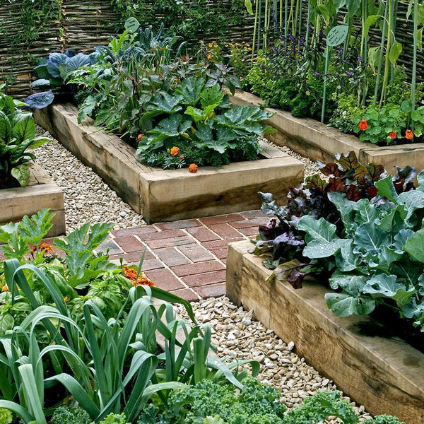 Top 3 Reasons to Start a Home Garden