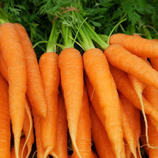 Why Carrots are the Superfood You Need in Your Diet